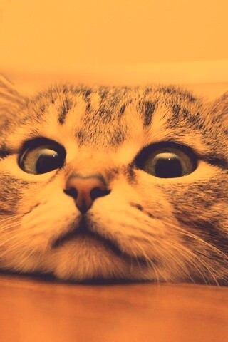 Любопытный котейка обои