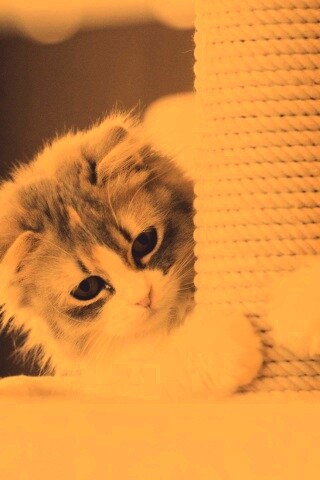 Пушистая кошка с когтеточкой обои