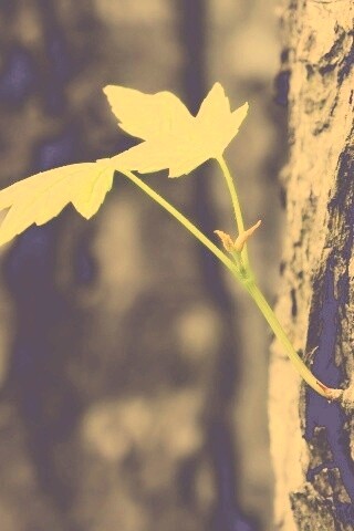 Молодой листик обои