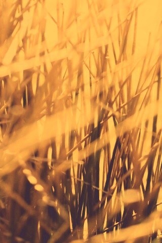 Высохшие травяные стебли обои