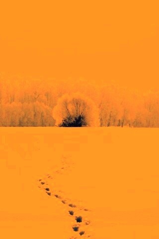 Следы на снегу обои