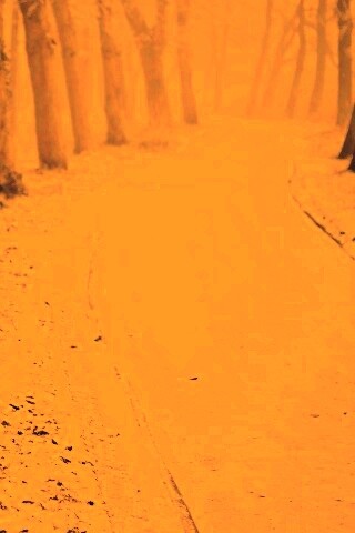 Дорога в зимнем лесу обои