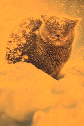 Британце в снегу обои