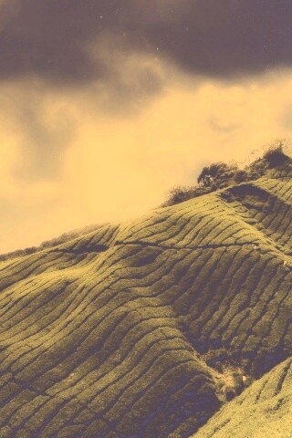 Чайные поля обои