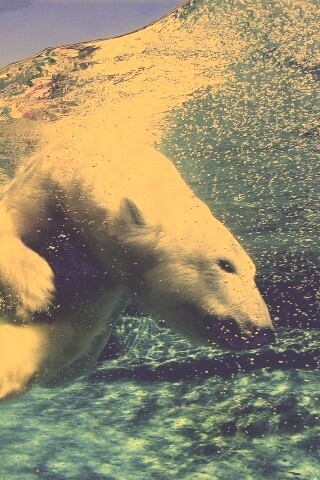 Нырнувший белый медведь обои