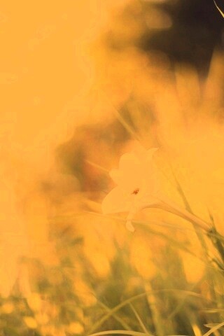 Цветок затерявшийся в траве обои