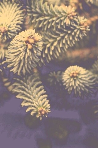 Хвойные иголки обои