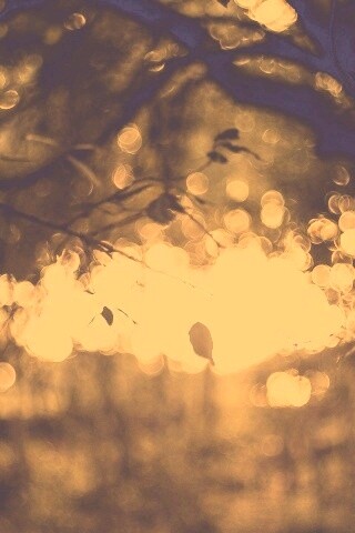 Размытый свет в парке обои