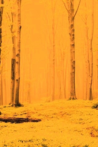 Опушка осинового леса обои