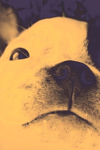 Бостонский терьер обои