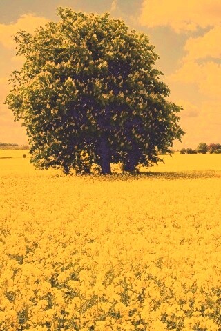 Каштан на цветочном поле обои