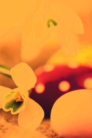 Белый цветок и яйца обои