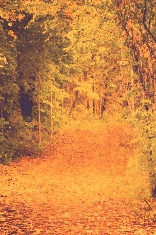 Дорожка в осеннем лесу обои