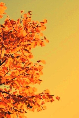 Ветви с пожелтевшими листьями на фоне неба обои