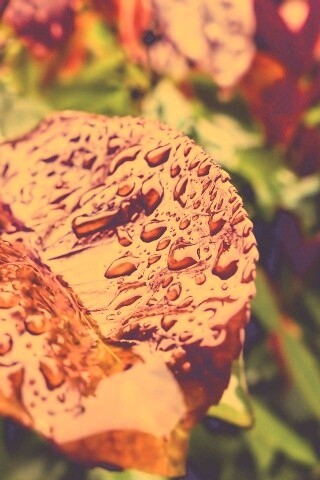 Красный лист в каплях воды обои