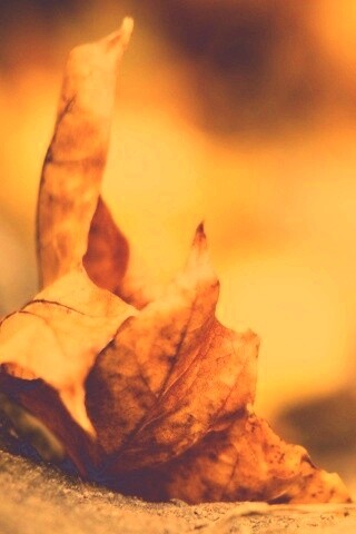 Пламенеющий осенний лист обои