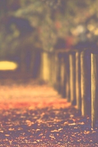 Аллея усеянная листвой обои