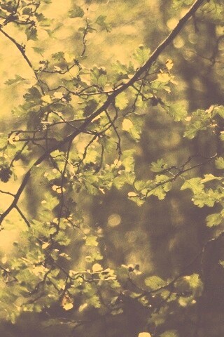 Дубовая зеленая листва обои