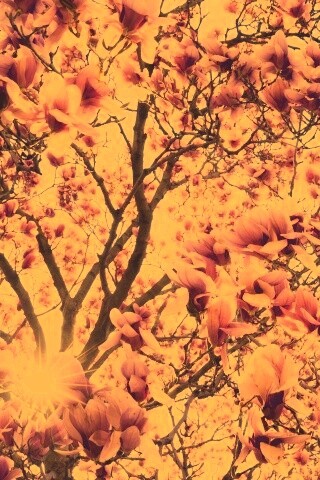 Магнолия обои