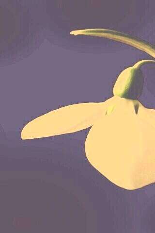 Белый цветок обои