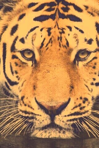 Купание тигра обои