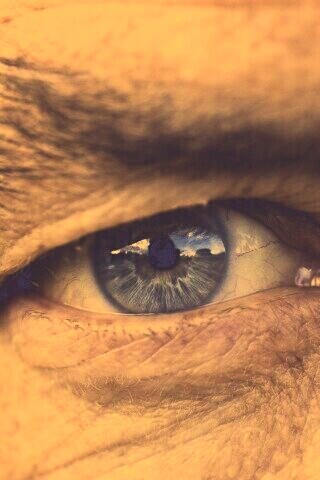 Глаз пожилого человека обои