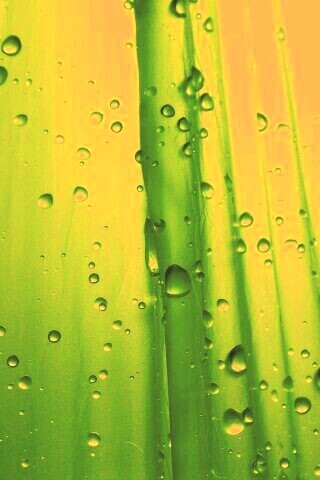 Капли на зеленом пластике обои