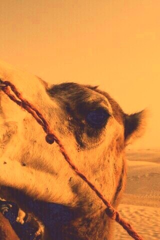 Верблюд обои