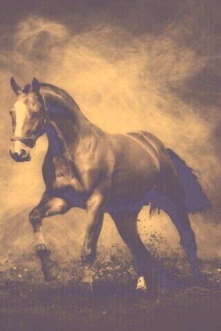 Лошадь обои