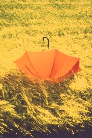 Зонт на траве обои