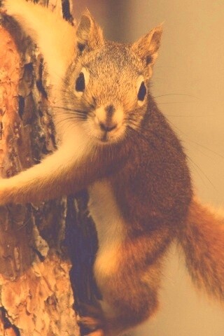 Белка на дереве обои