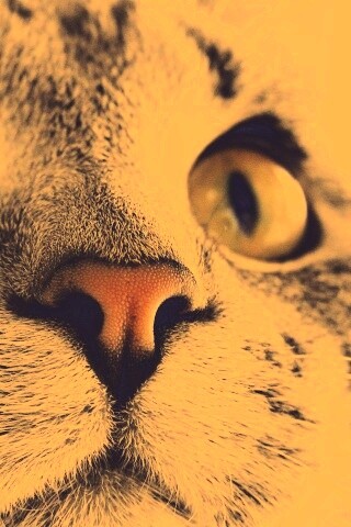 Кошачья мордочка обои