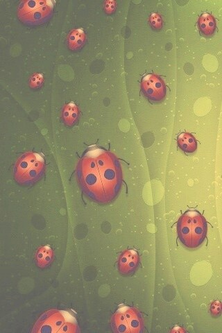 Божьи коровки обои