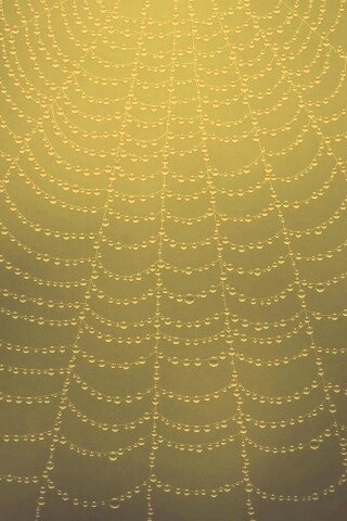 Роса на паутине обои