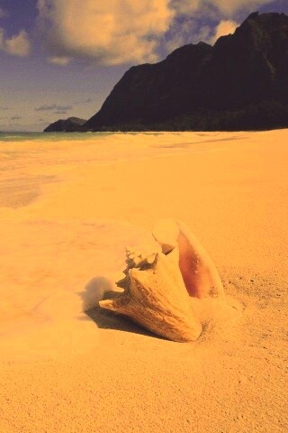 Морская раковина обои