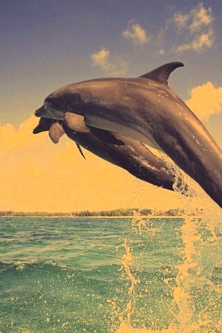 Дельфины обои