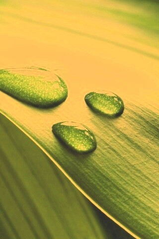 Капли на зеленом листе обои