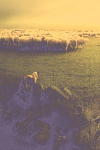 Волк и овцы обои