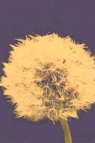 Одуванчик обои