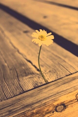 Жизнь среди смерти обои