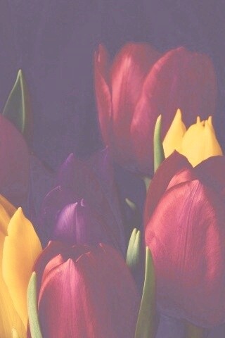 Тюльпаны обои