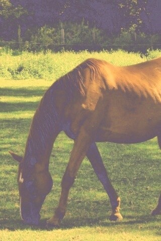 Лошади обои