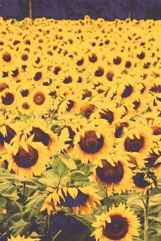 Поле подсолнухов обои