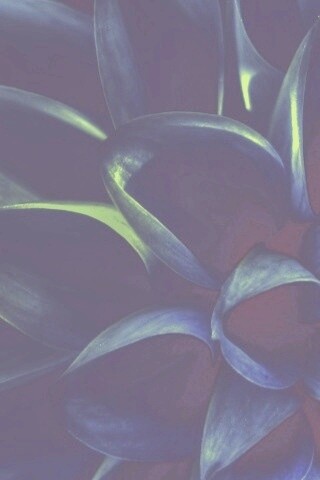 Лепестки обои