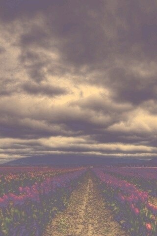 Цветочное поле под грозовым небом обои