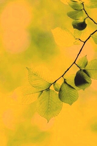 Зеленая ветка с листьями обои