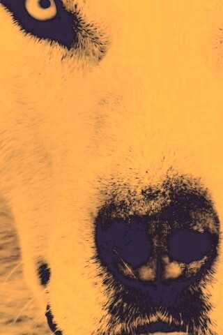 Сибирский хаски обои