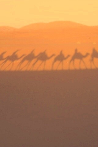 Караван обои