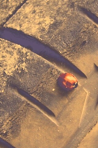 Божья коровка на автомобильной покрышке обои