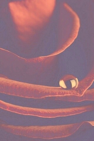 Капля воды на лепестке розы обои